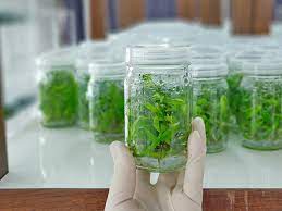 کشت بافت tissue culture