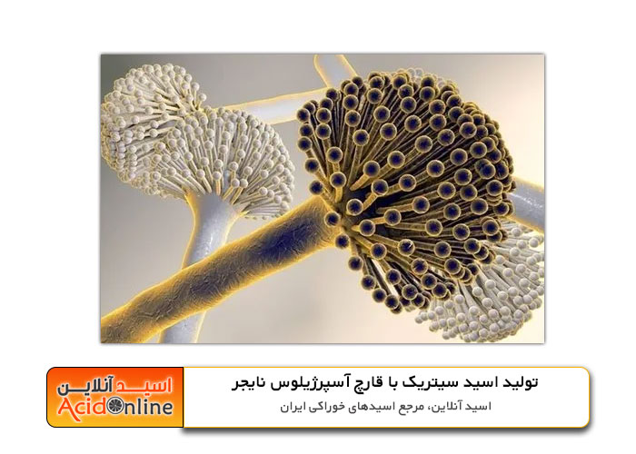 تولید اسید سیتریک با قارچ Aspergillus niger