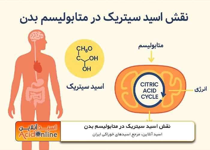 نقش اسید سیتریک در متابولیسم بدن